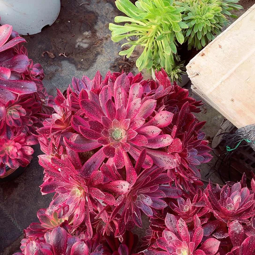 法师多肉植物金丝雀