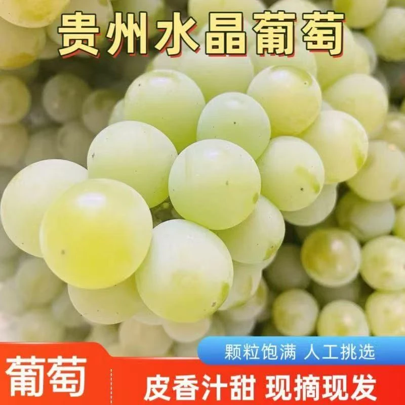贵州玫瑰香蜂蜜水晶葡萄新鲜绿葡萄青香葡萄酸甜多汁当季水果包邮