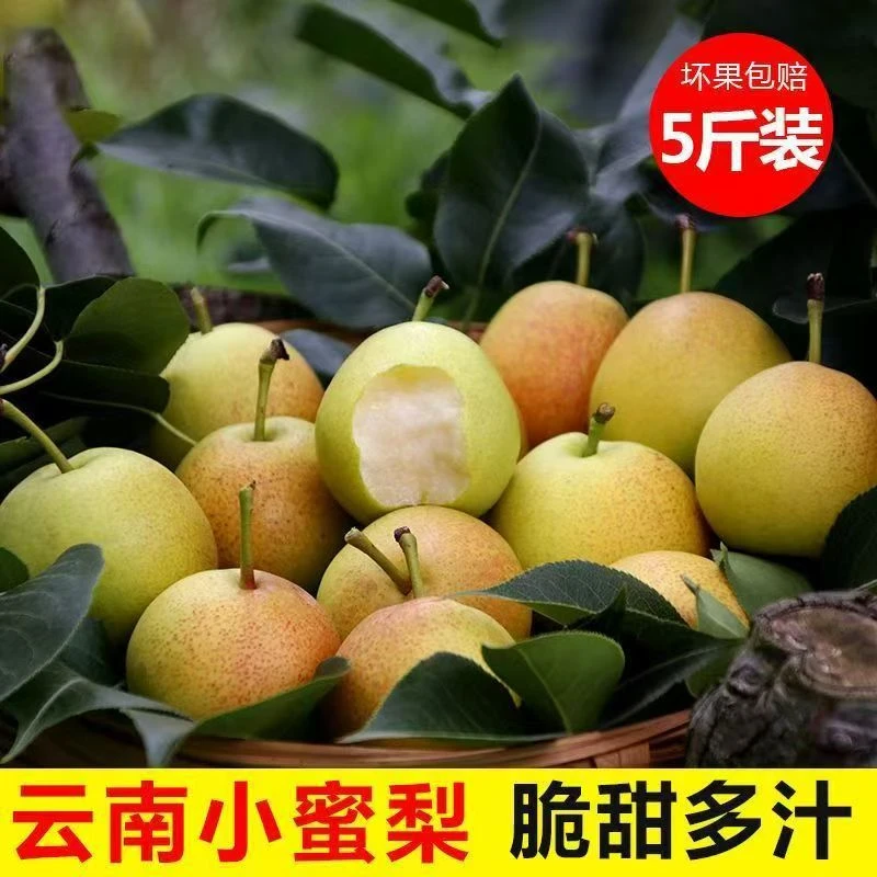 云南早白蜜丁香梨子当季水果薄皮脆酥多汁香甜可口纯甜现摘现发