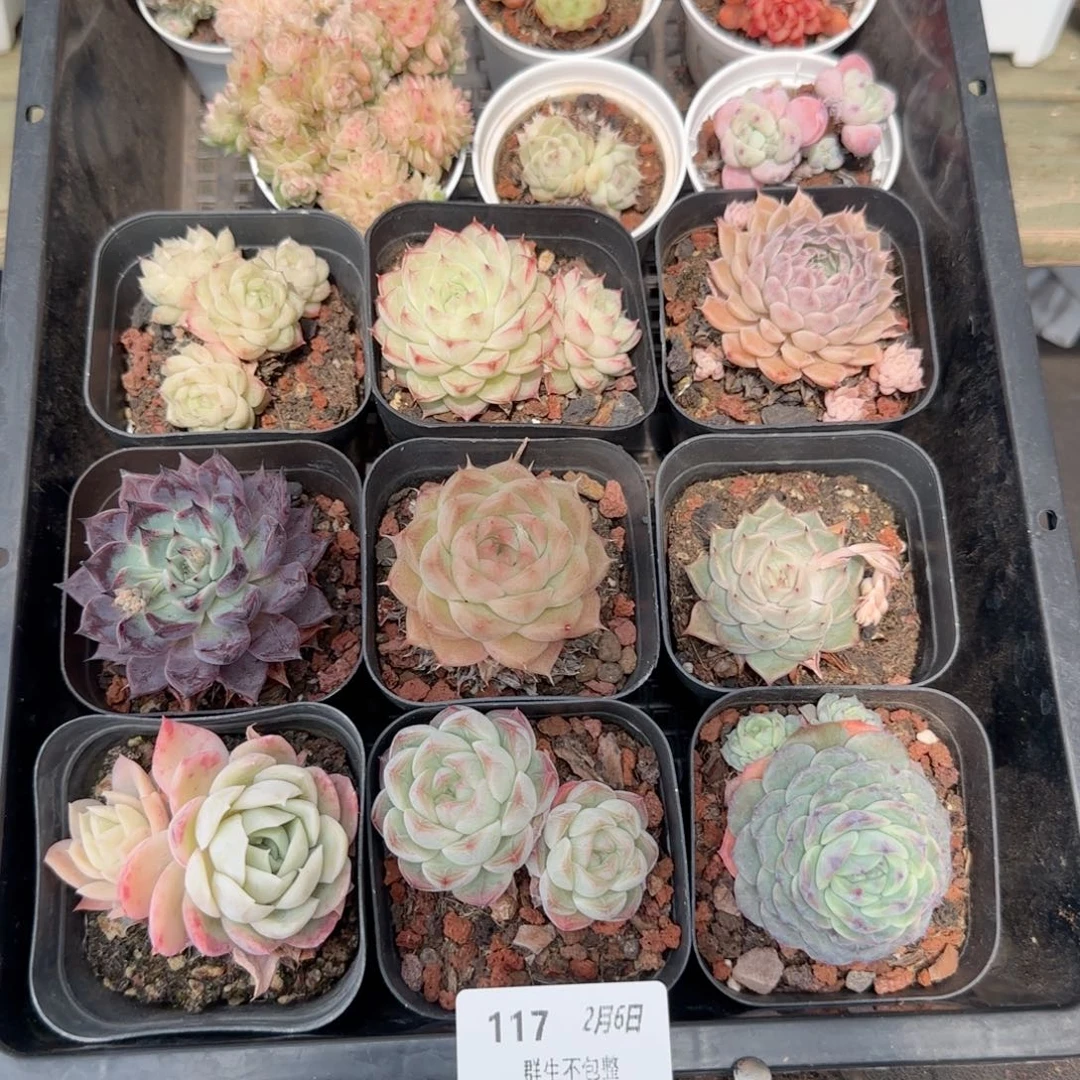 框拍框拍0206-117