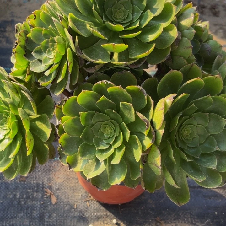 175多肉植物一物一拍