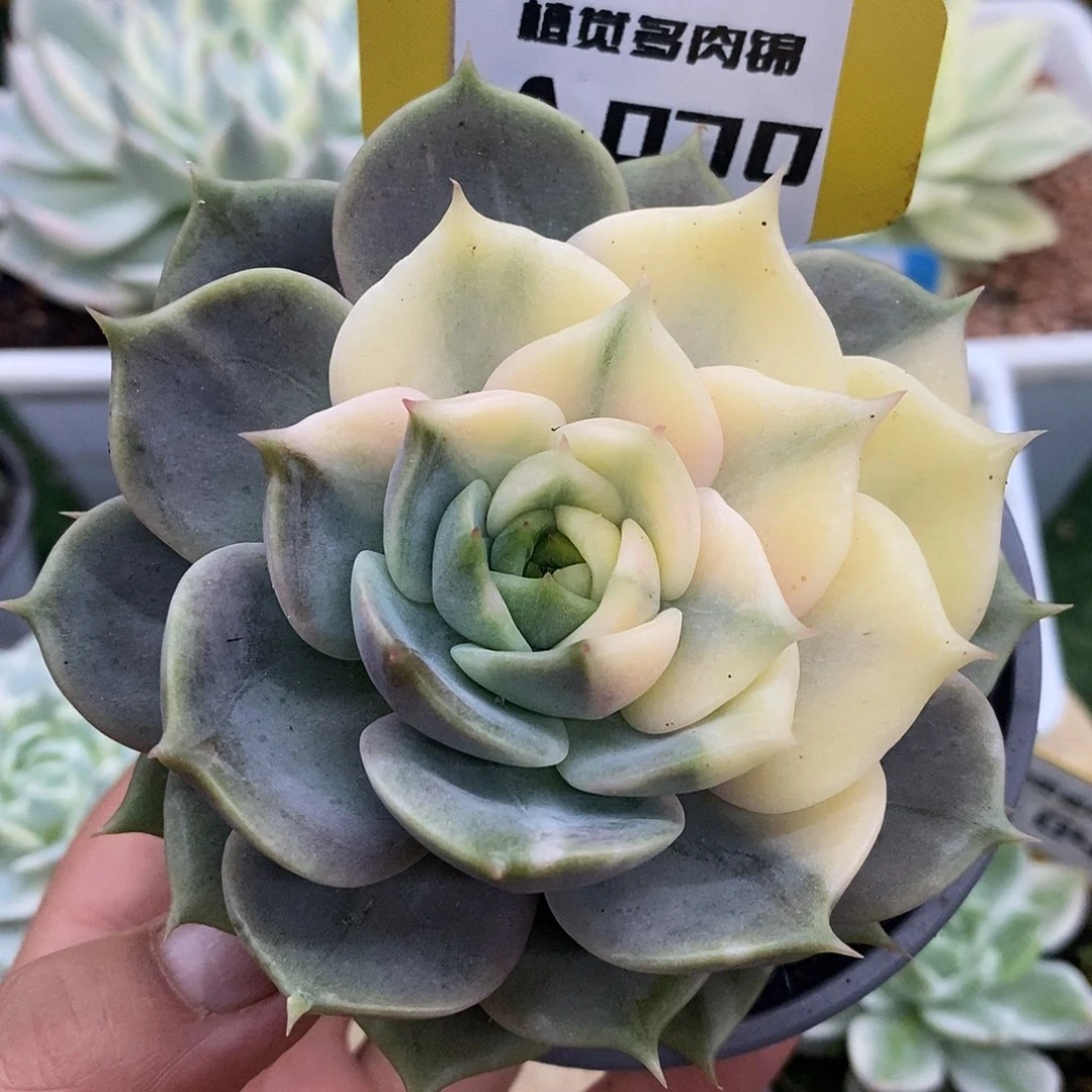 70贝加尔湖哈哈哈哈哈
