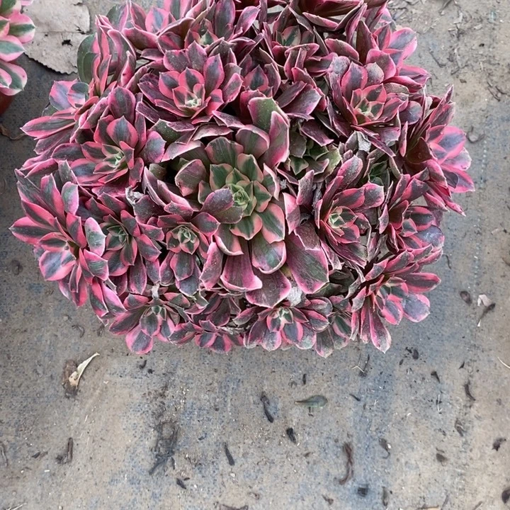 女妖3多肉植物法师法师