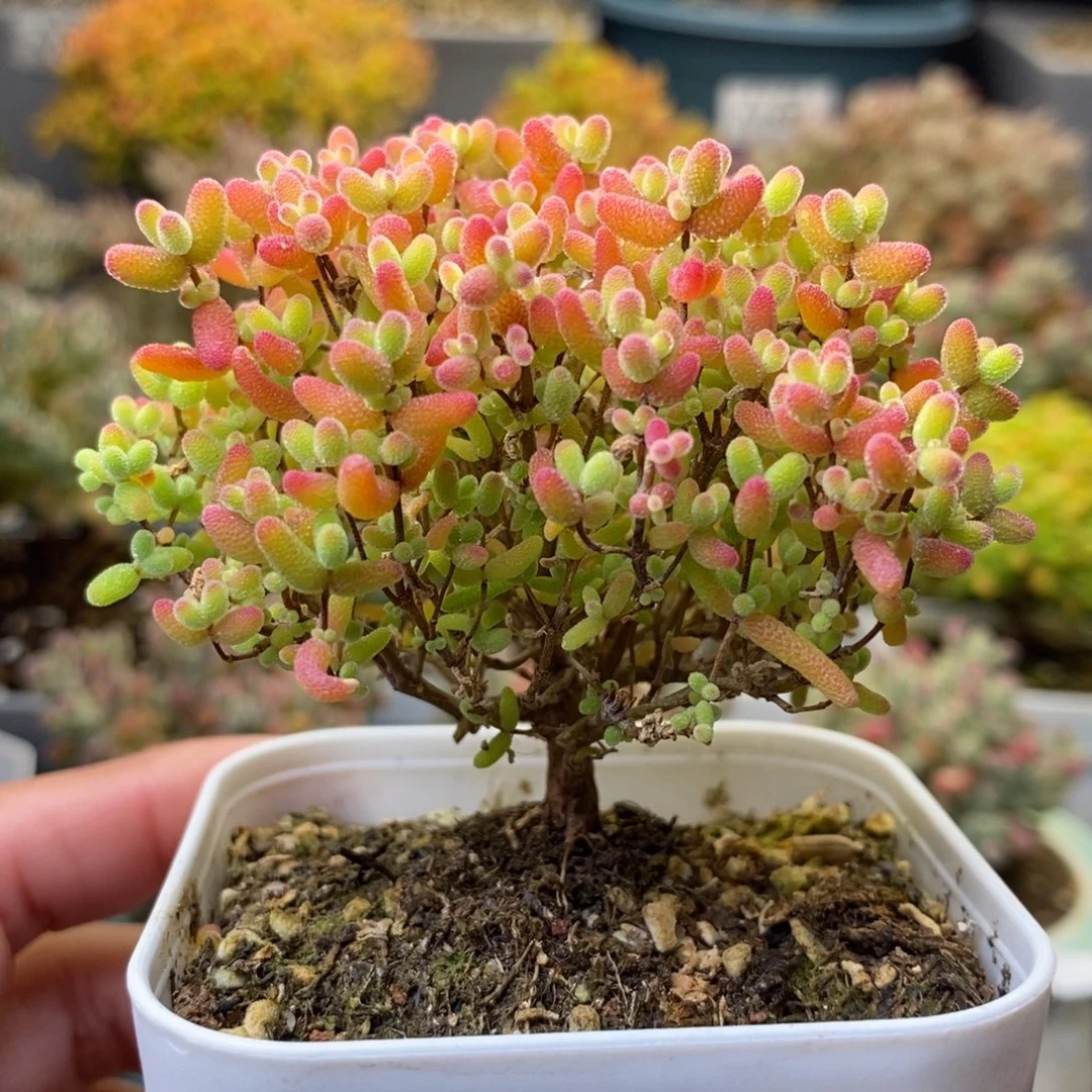 1687蜜橘糖球 。