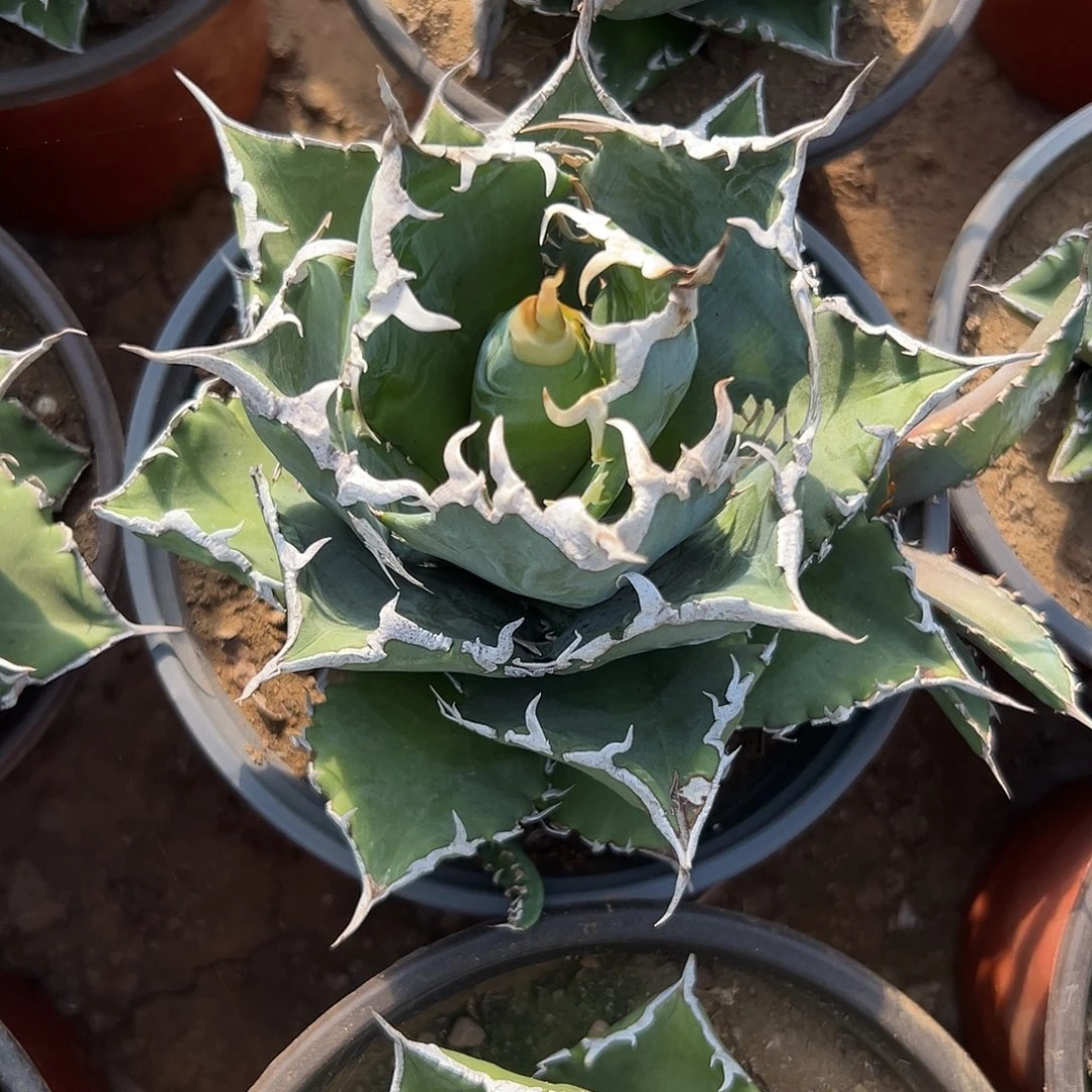 多肉植物白鲸龙舌兰