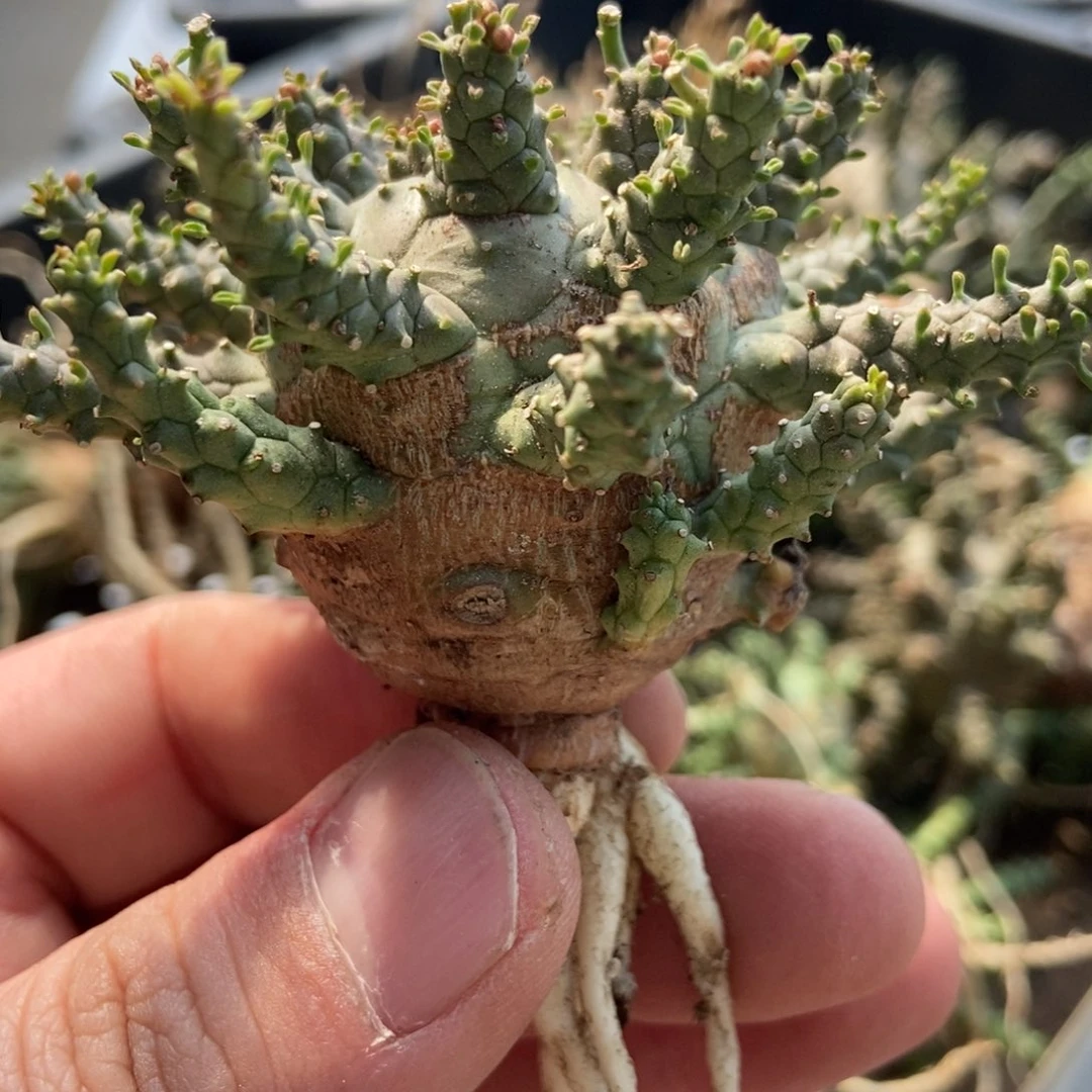 荒**迷无刺仙人球开花了