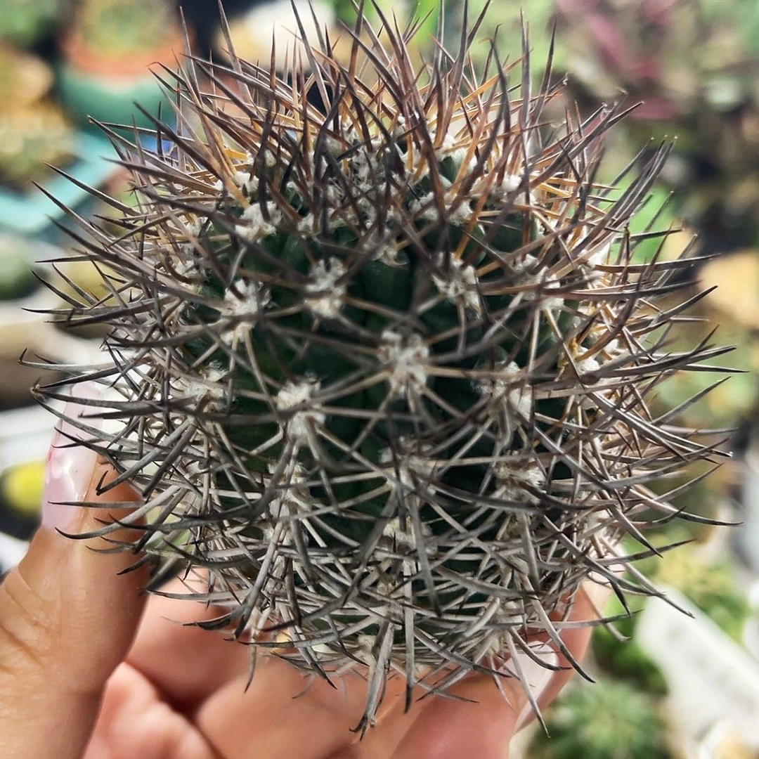 逆豹有根仙人球666666666