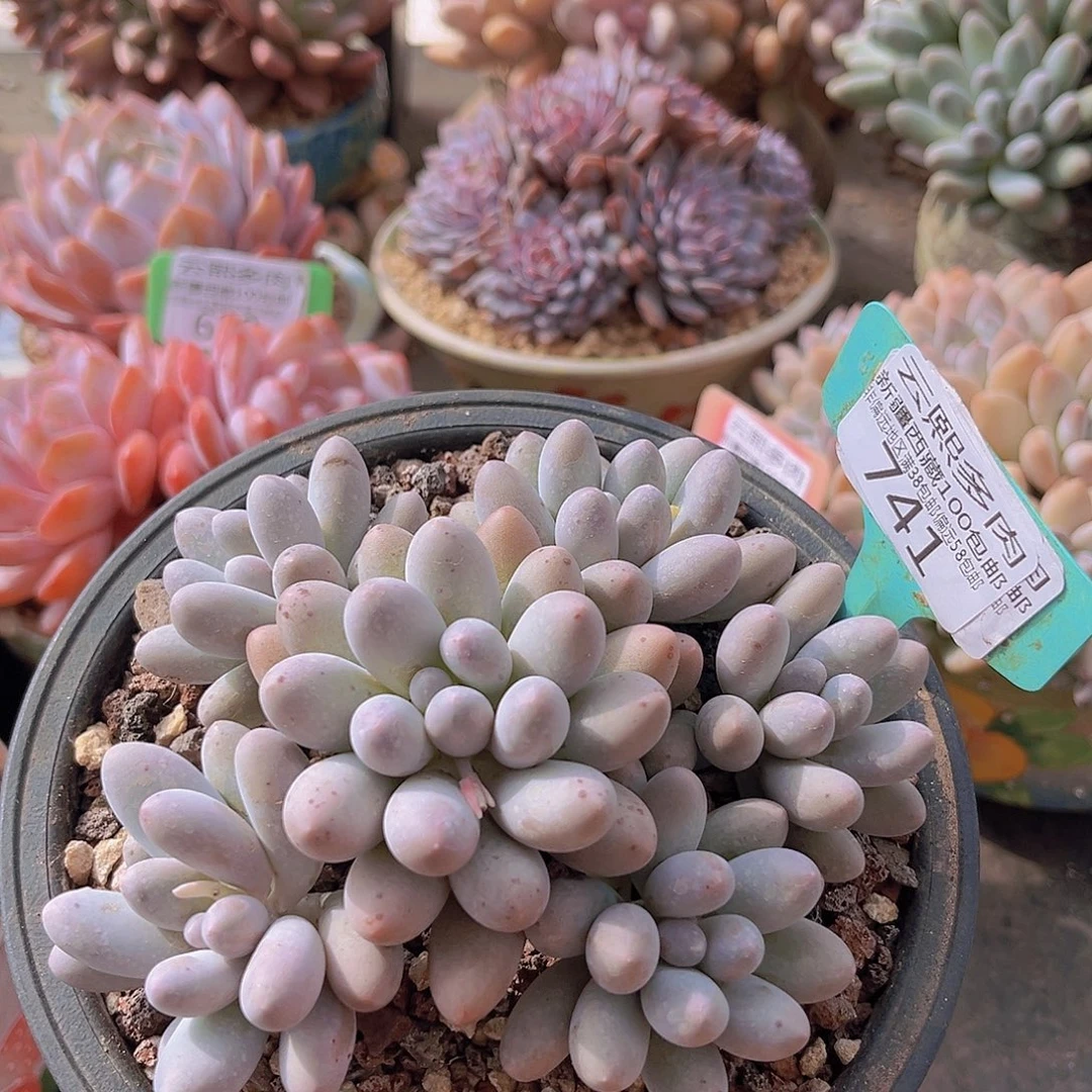 741汤圆多肉植物