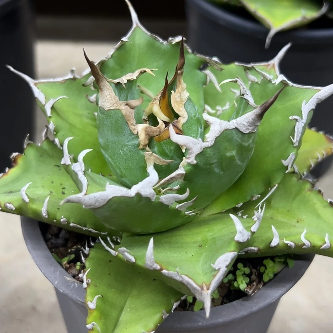 老白鲸一物一拍偏远不包邮不退不换