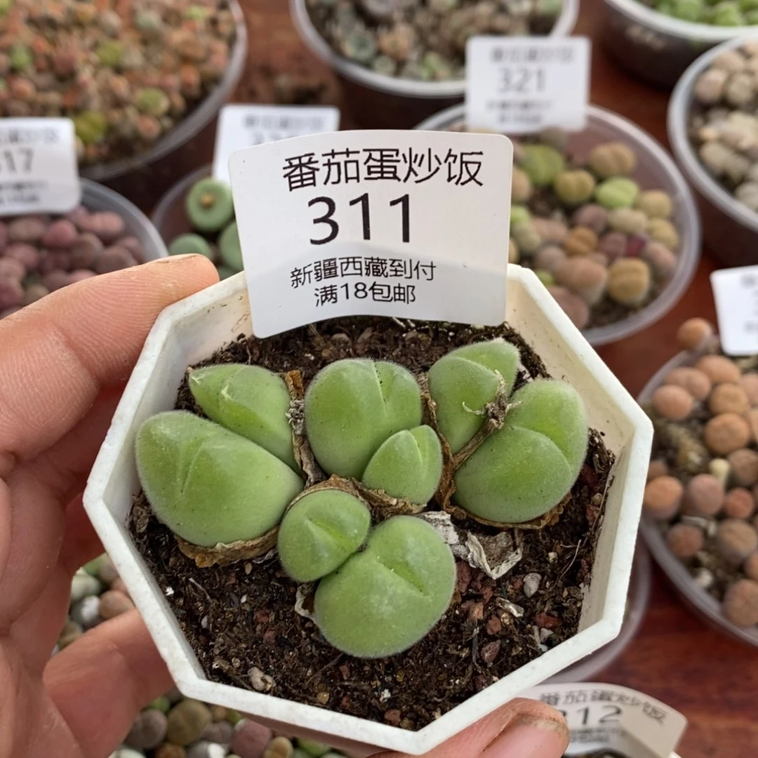 感谢您的支持，00311