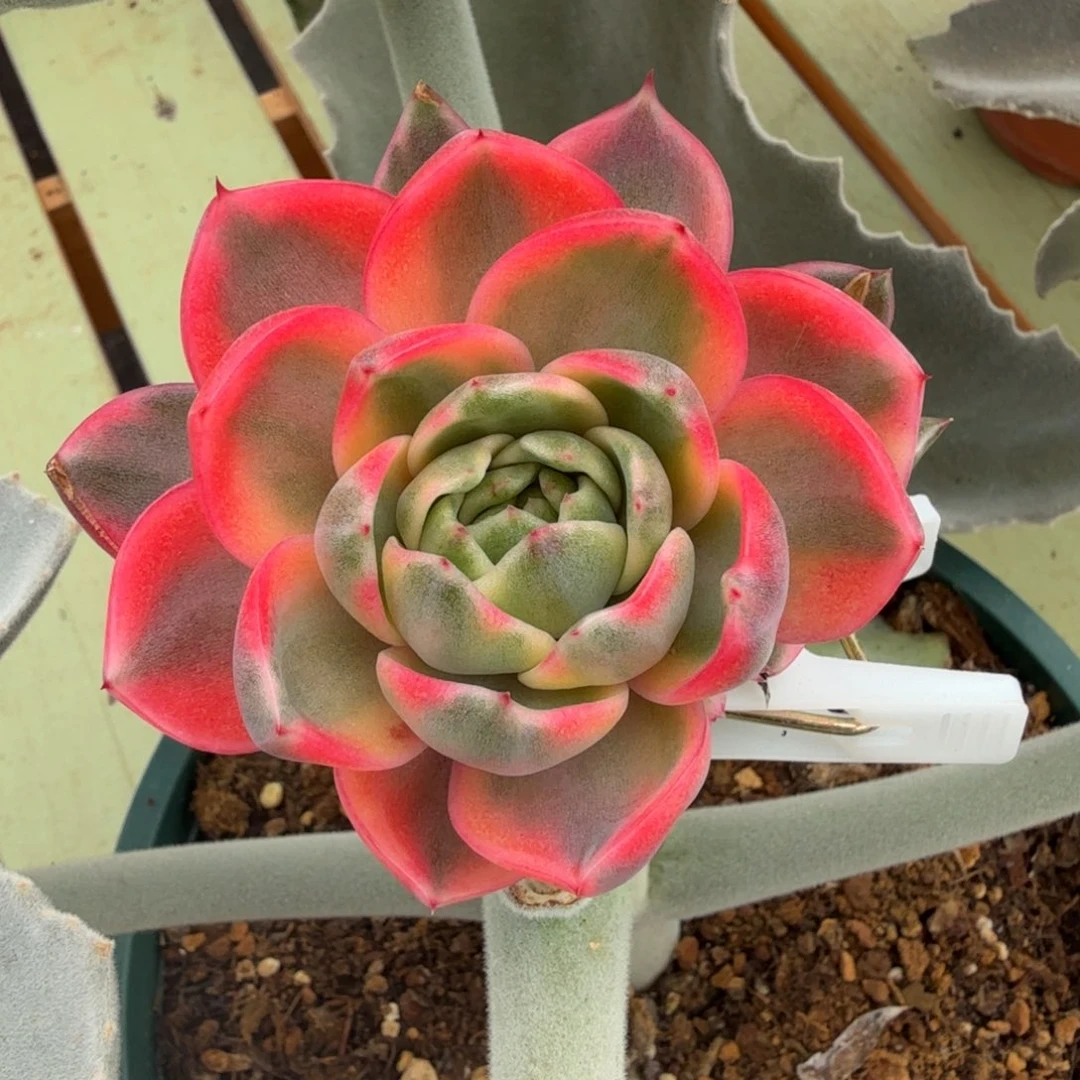 紫水晶锦锦上园艺一物一拍