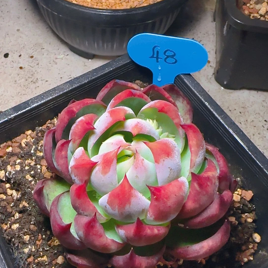惊鸿仙子一物一拍48号