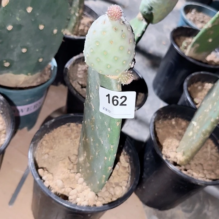 小***…白皮月球坑习志野162