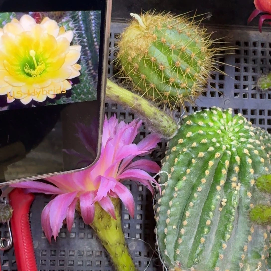 358毛花柱绿眼睛歪无根侧牙5公分左右，20包邮