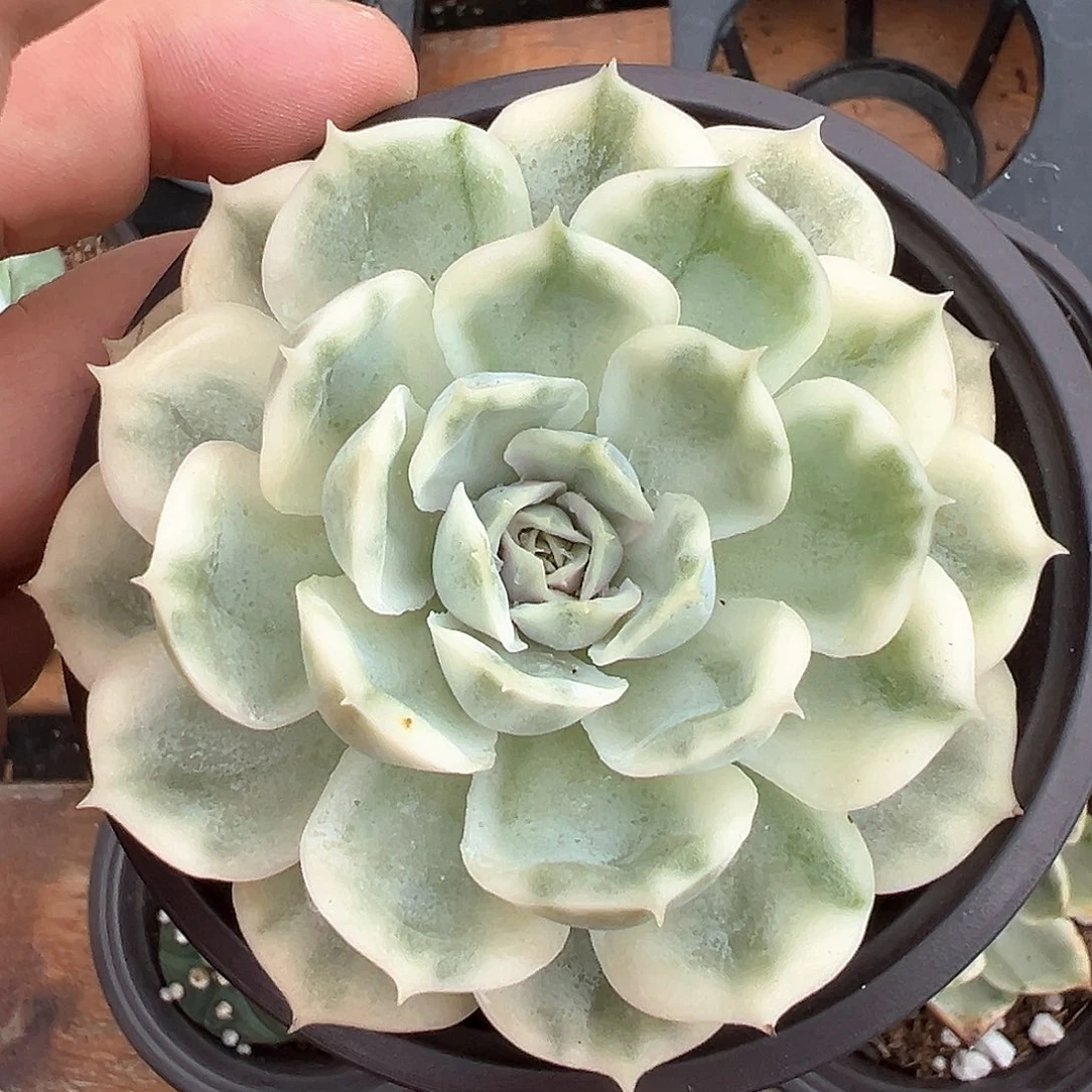 昂斯诺锦 小方花圃一单包邮非偏远