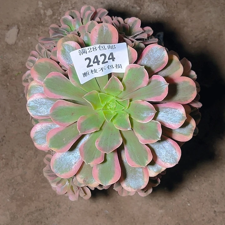 2424桃妖多肉植物保护