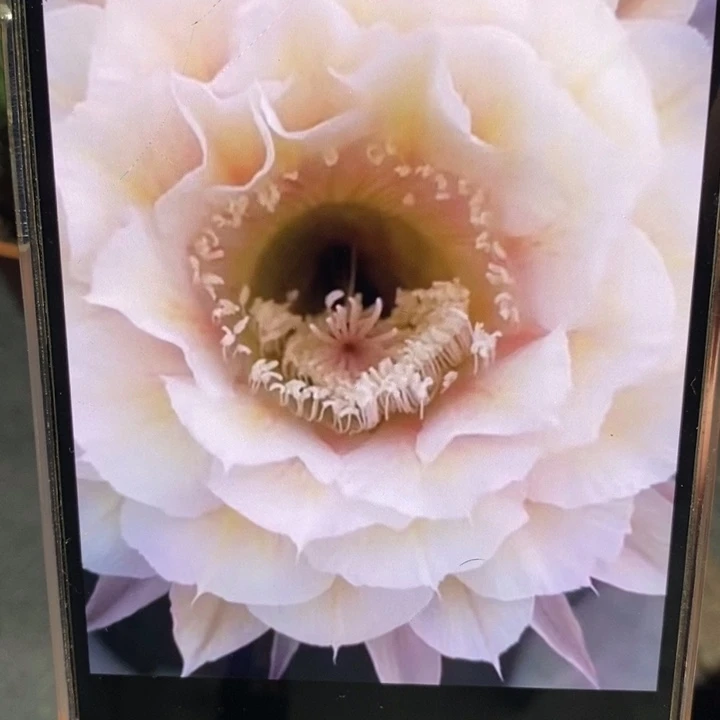 香香素玉侧芽3公分左右