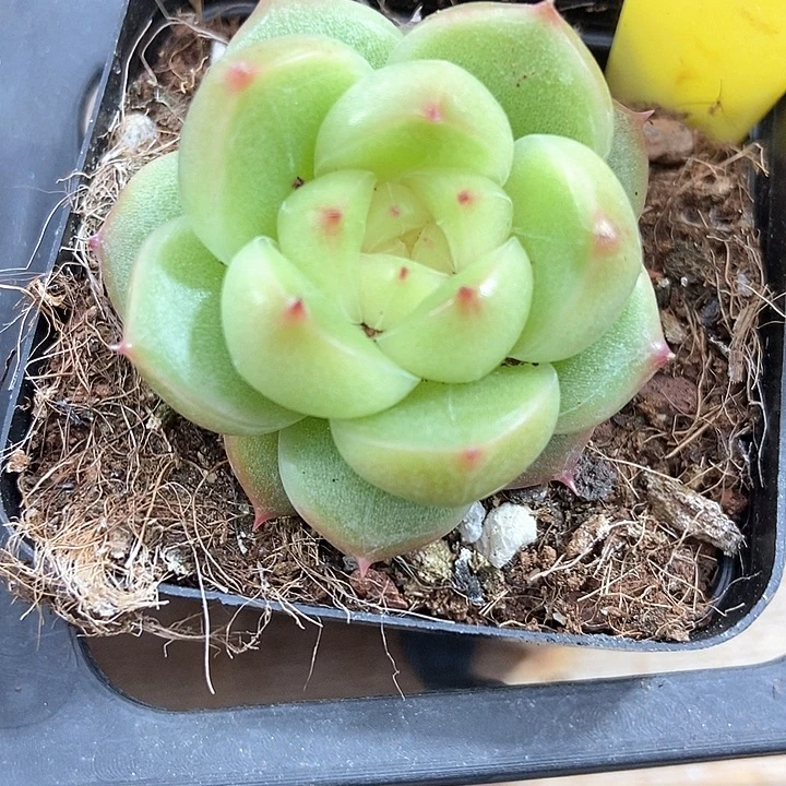 多肉植物明朗158点