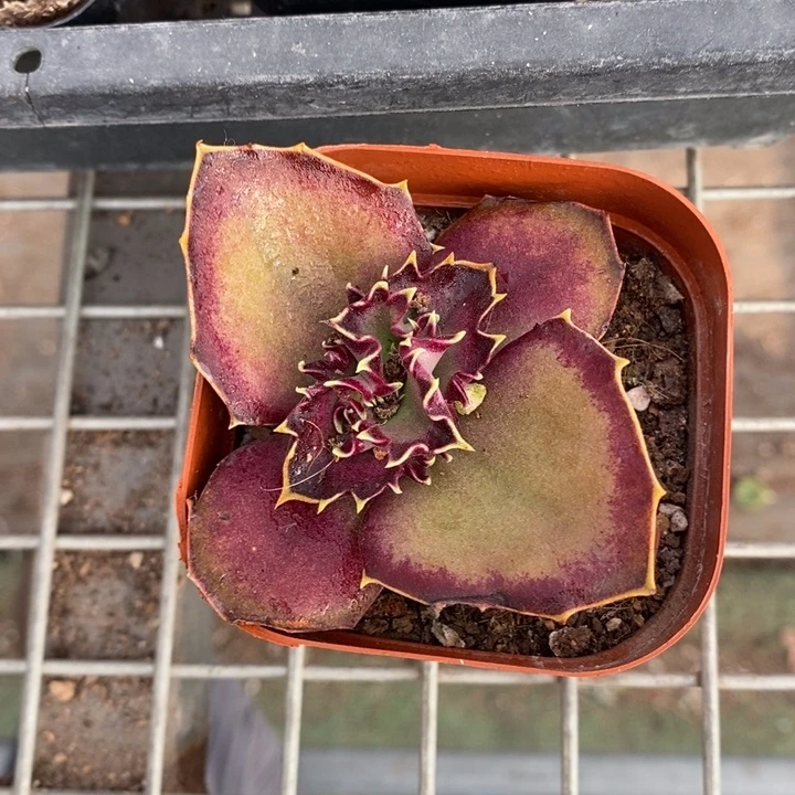 伯克利和格蕾纳等著名音乐家