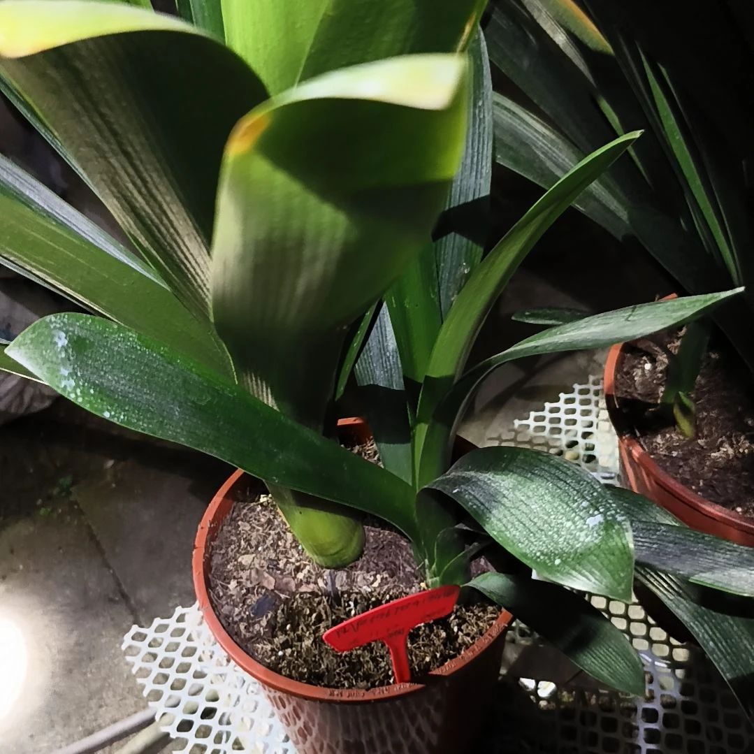 用***5完全开放红衣红芽子一颗