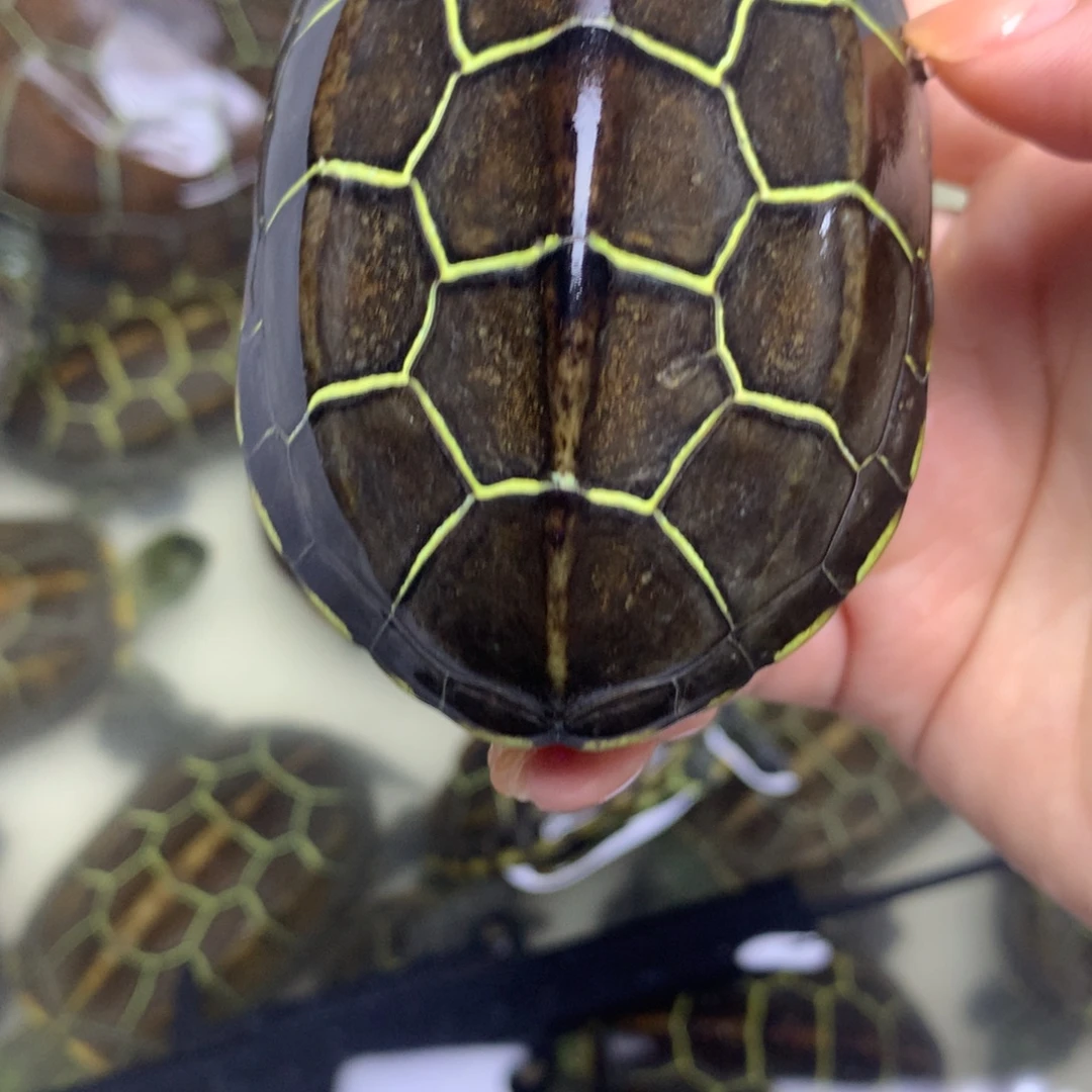 绿毛龟母中华草龟不分公母