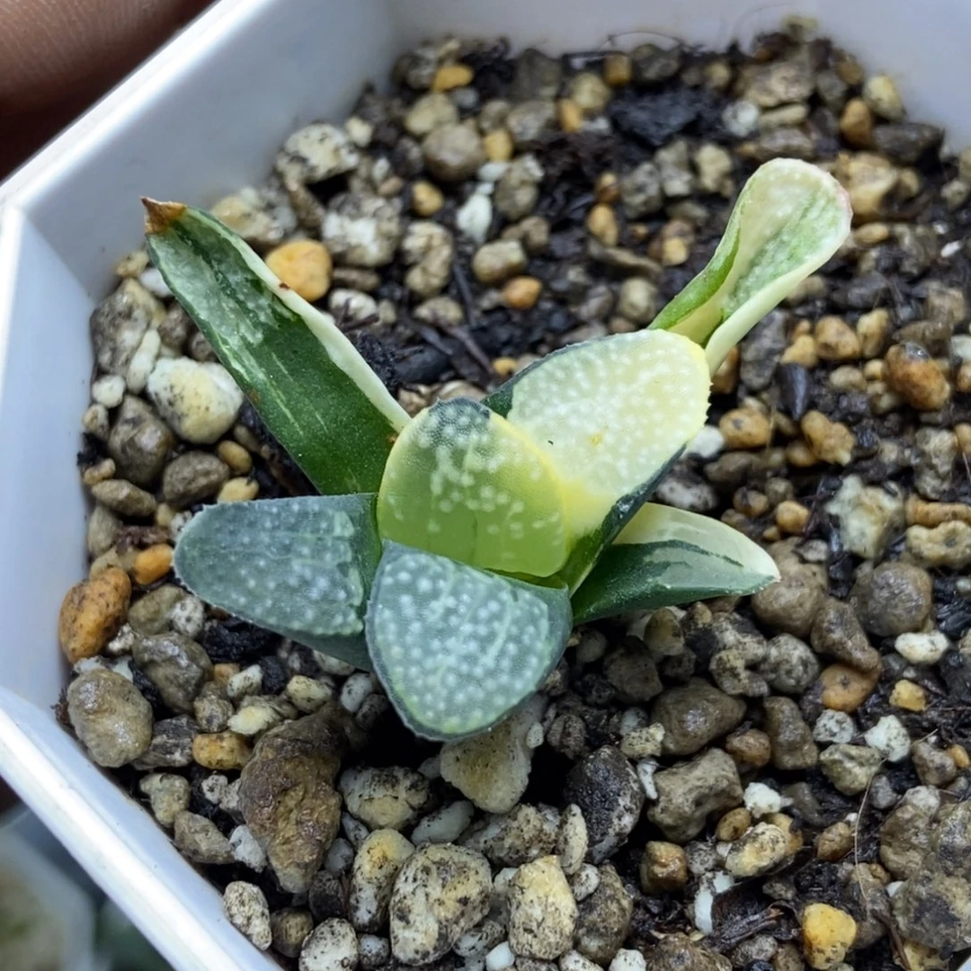 特价点点锦一物一拍