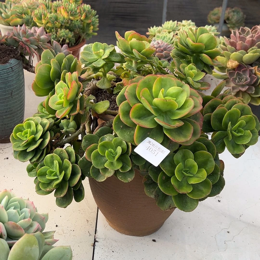 田***田4051红梅多肉植物