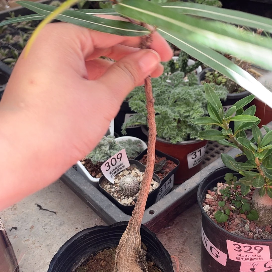 330昆士兰瓶干麒麟