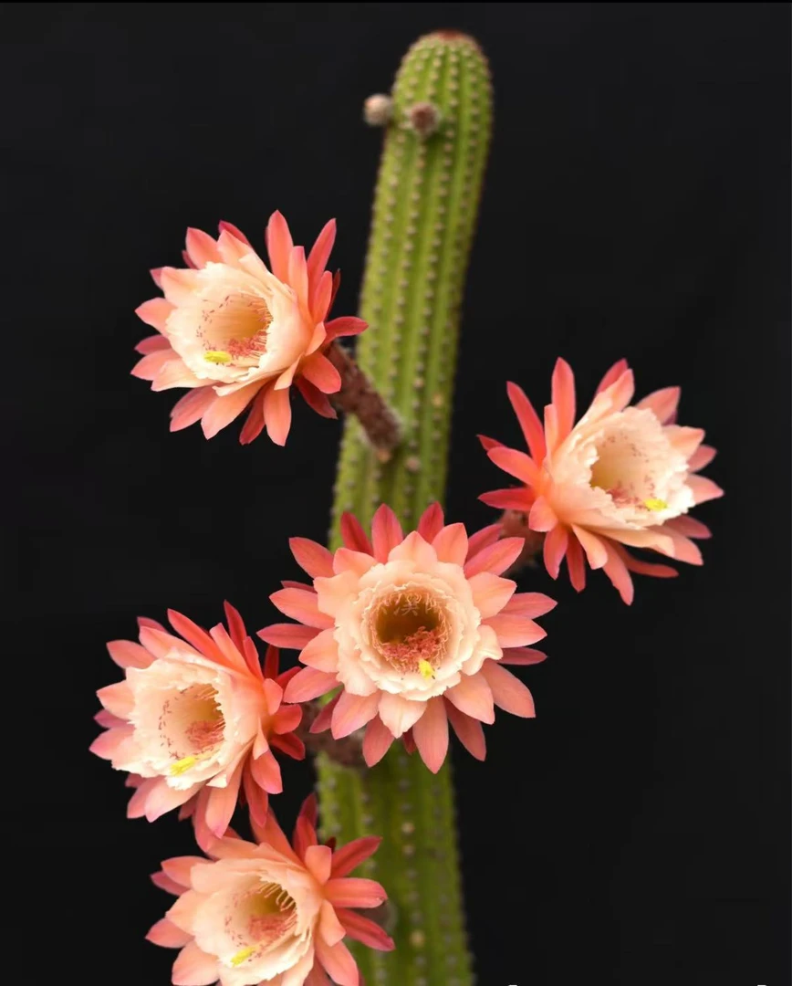 2颗卡布奇诺毛花柱高度18cm    仙人球夏型种绿植盆栽桌面阳台办