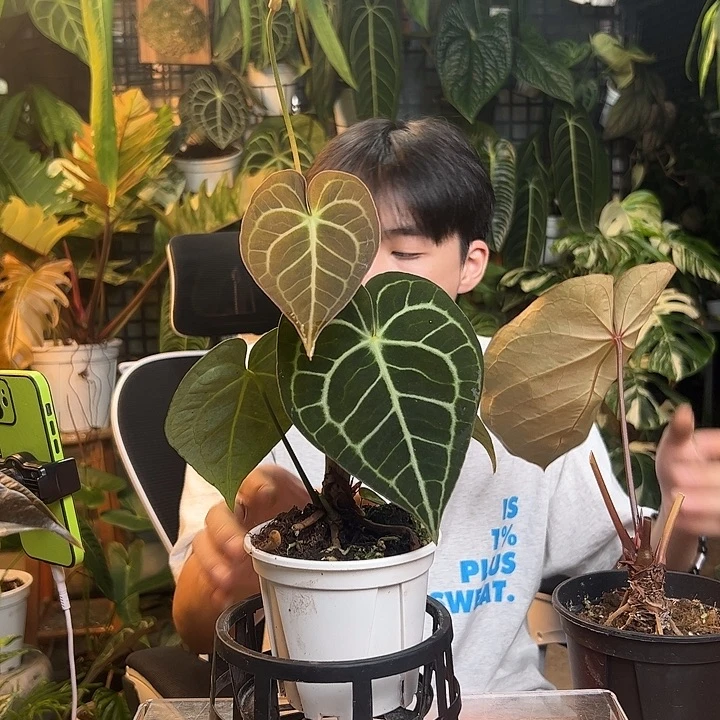 恋***心完全开放一物一拍J192