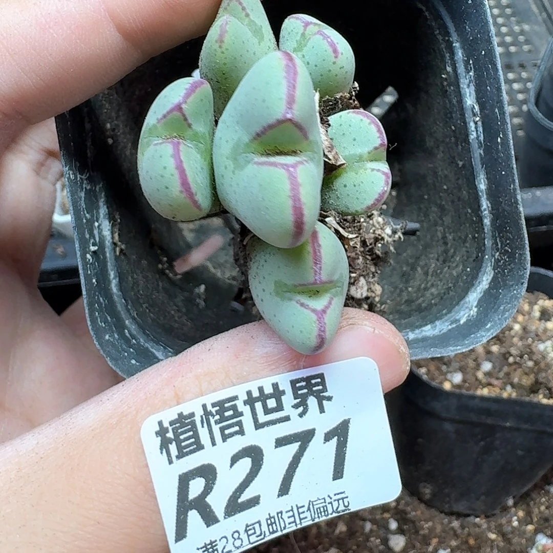多肉植物的人生哇