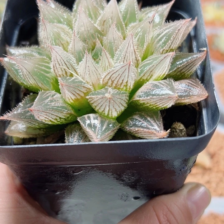 十二卷多肉实生毛玉露