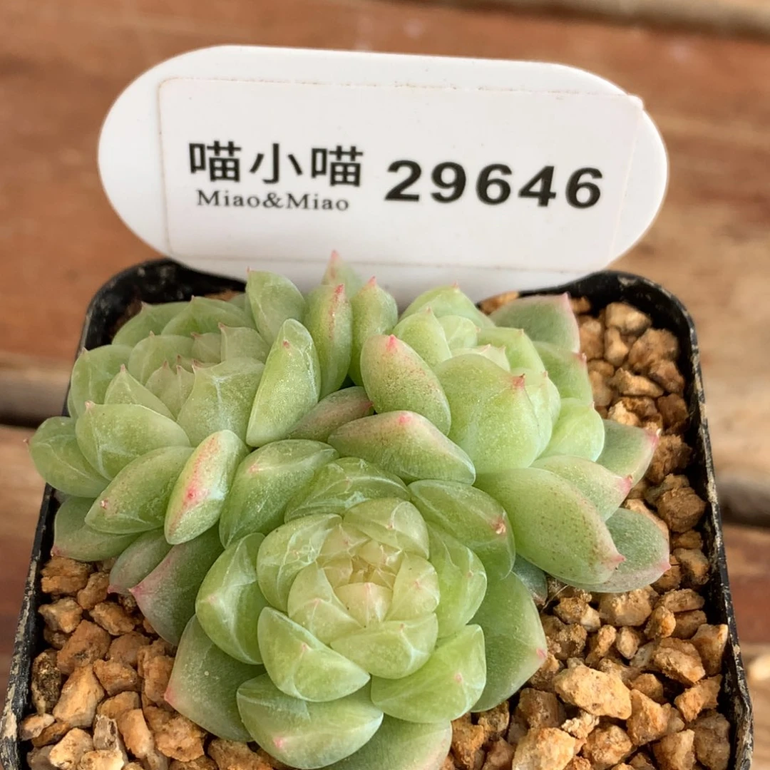 小***帽多肉植物杂交珍妮
