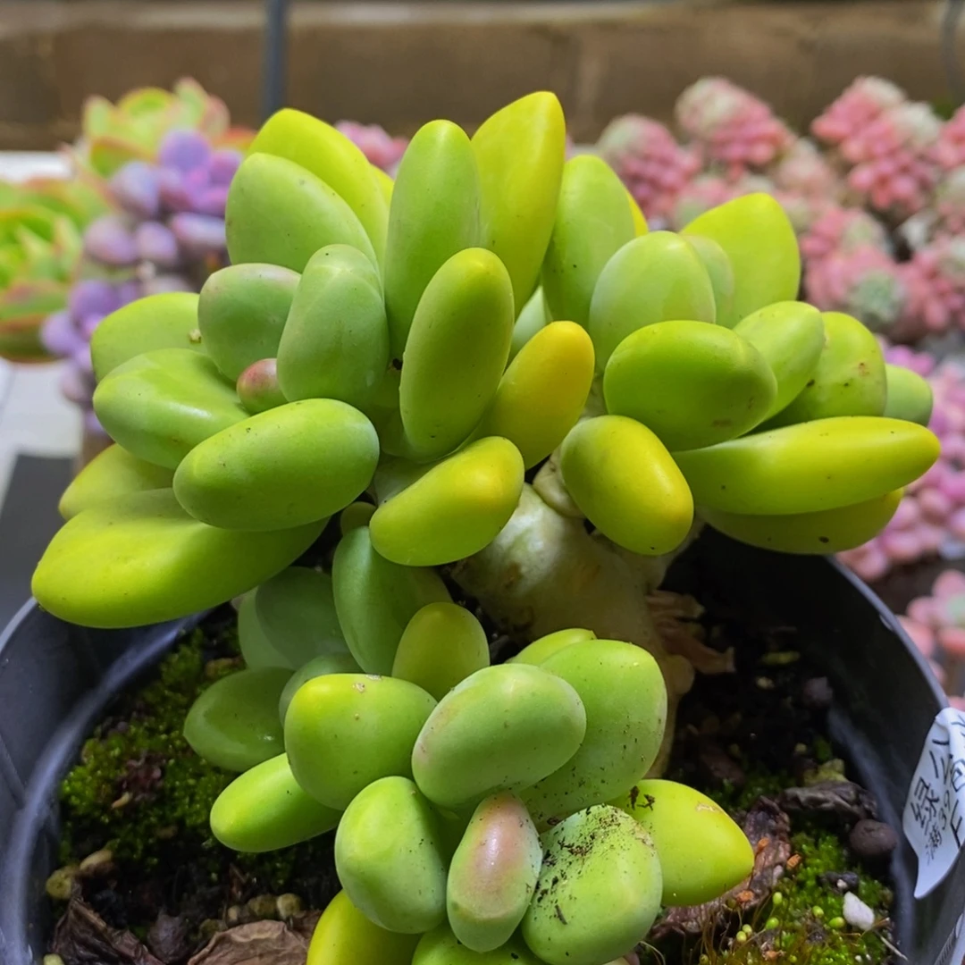 095芒果奶10cm多肉