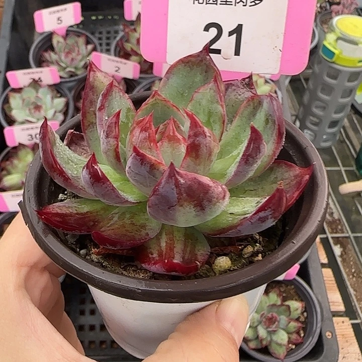 21惊鸿仙子多肉植物