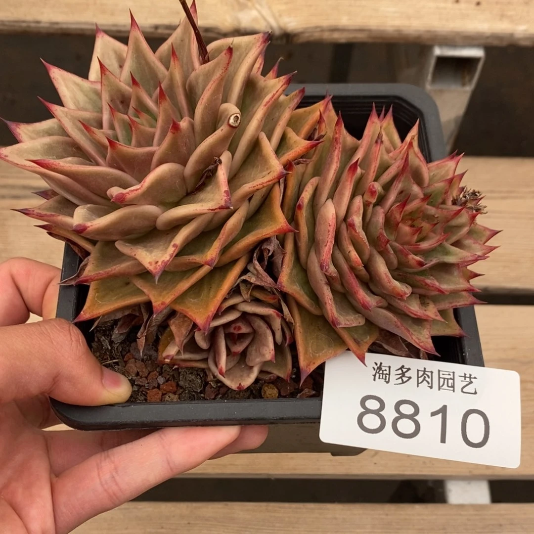 星星锦多肉植物8810