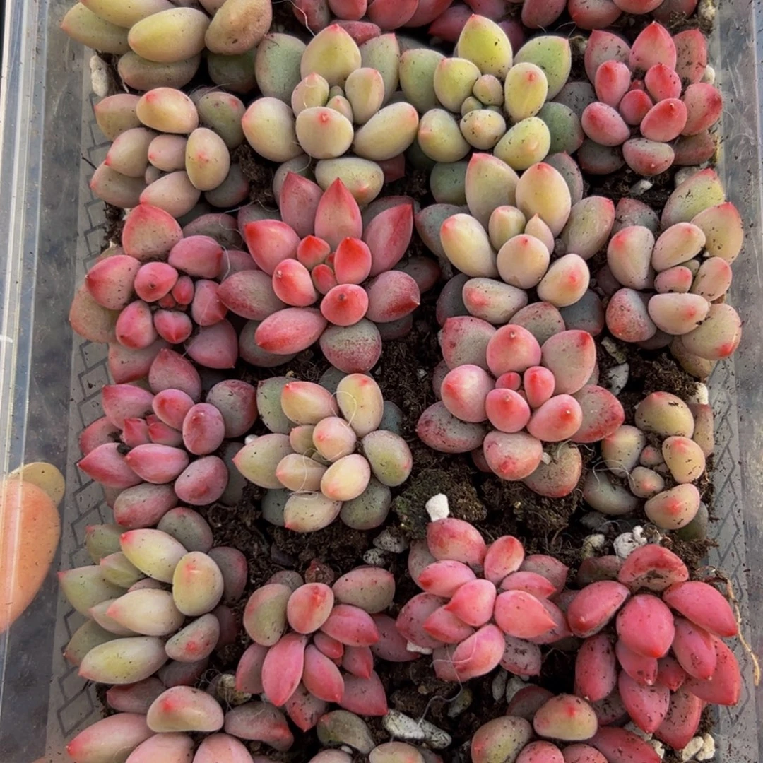 776多肉葡萄的味道