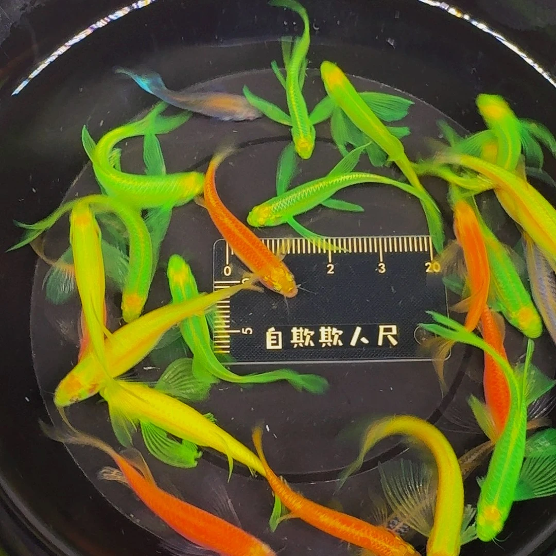 斑马鱼蝶翼斑马微瑕疵22