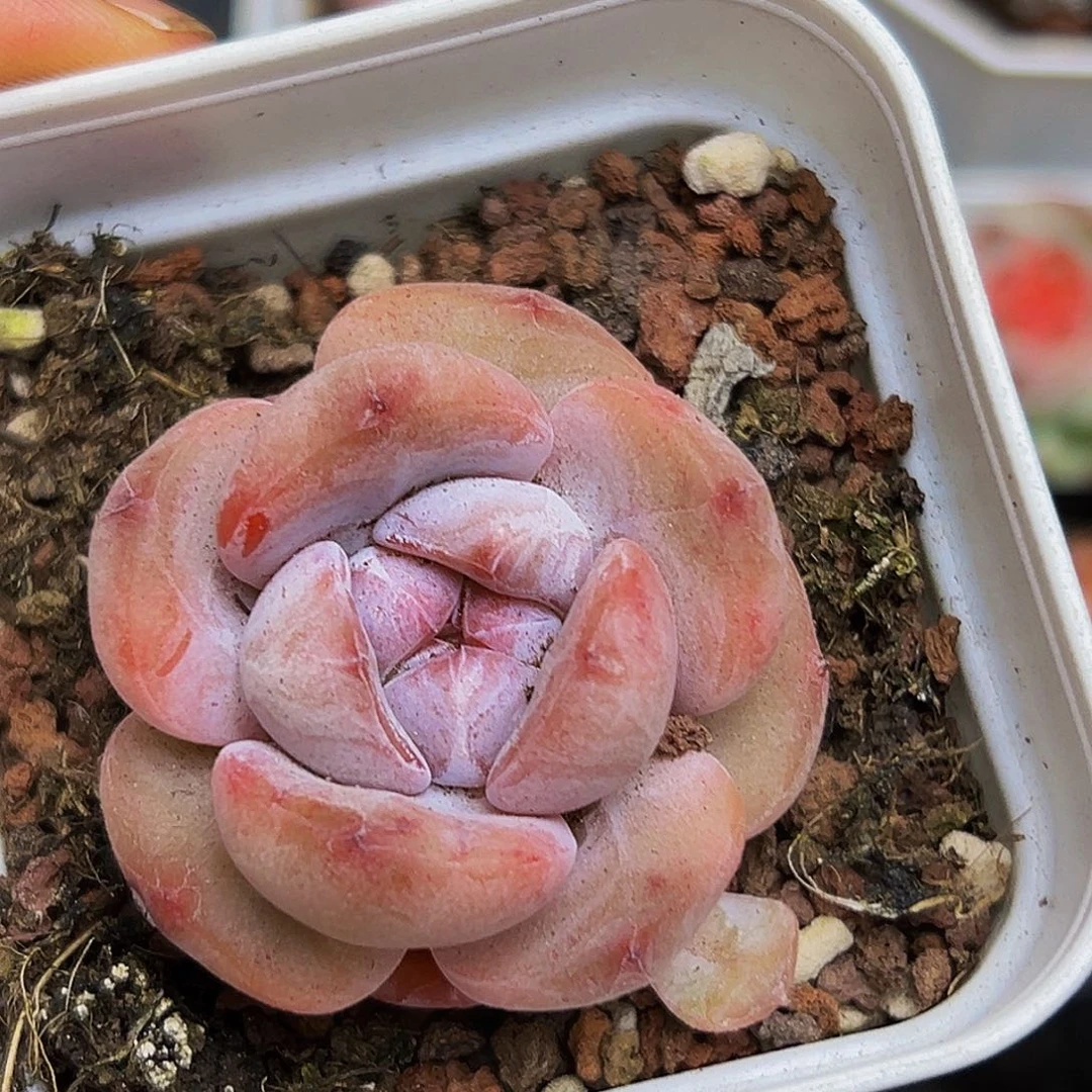 1颗美人系多肉植物