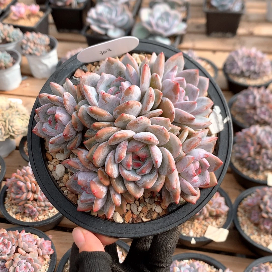 13厘米有砍六头石榴籽  303