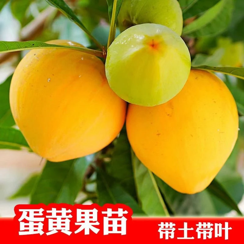 正宗耀堂仙桃蛋黄果盆栽地栽绿植花卉四季南方北方