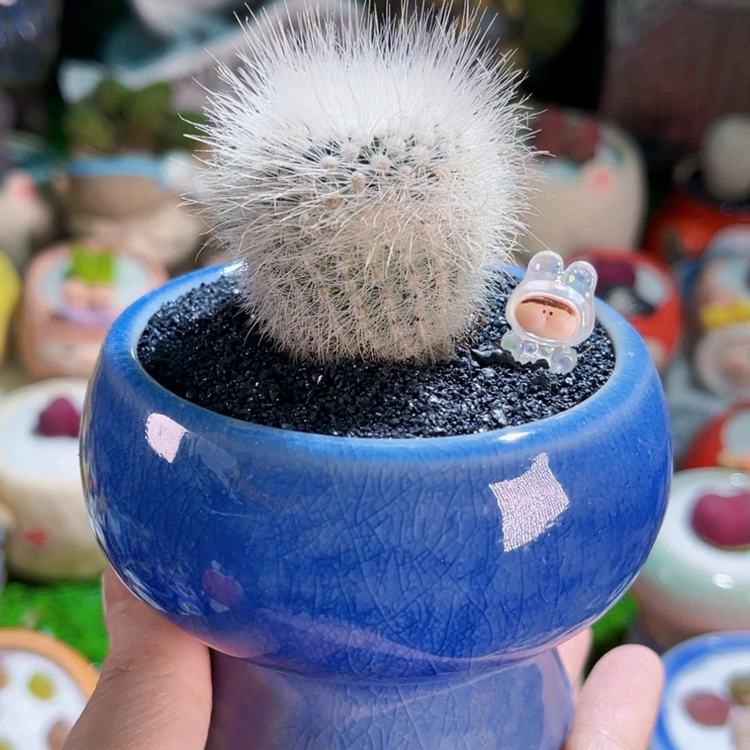 ❥****゛0仙人球绒松连盆带土包邮