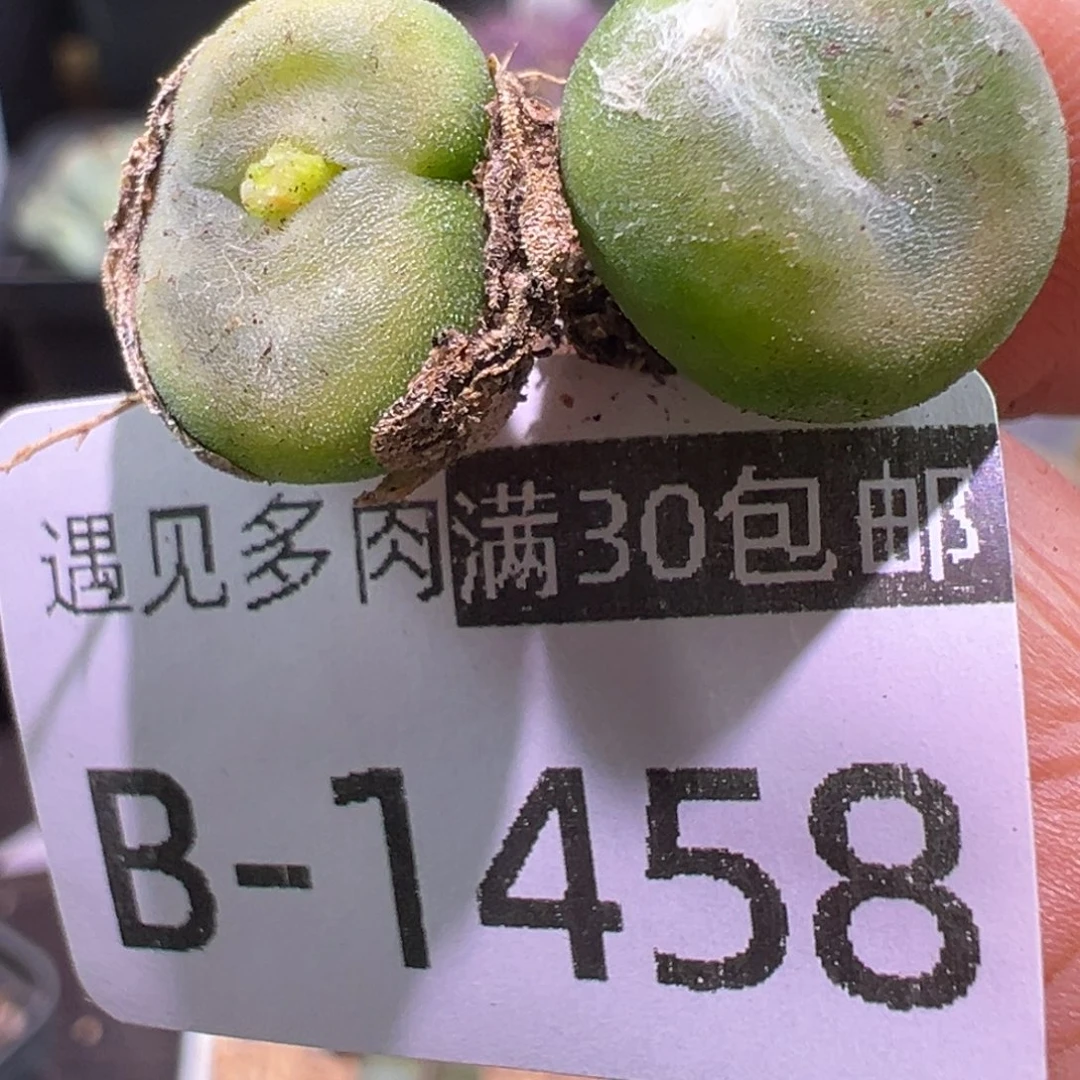 多肉植物1111111111111