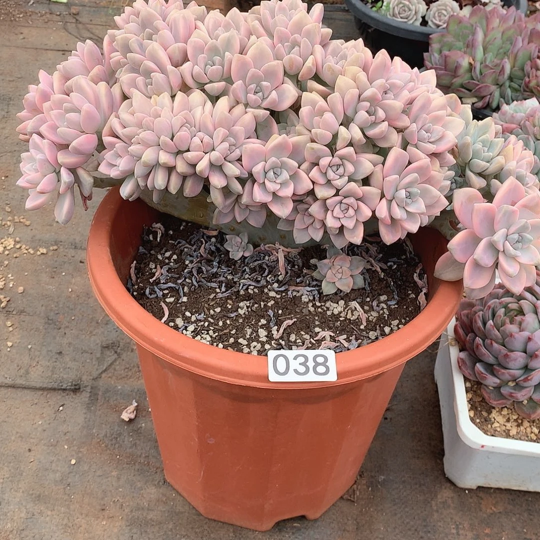 038淡雪锦缀一物一拍多肉