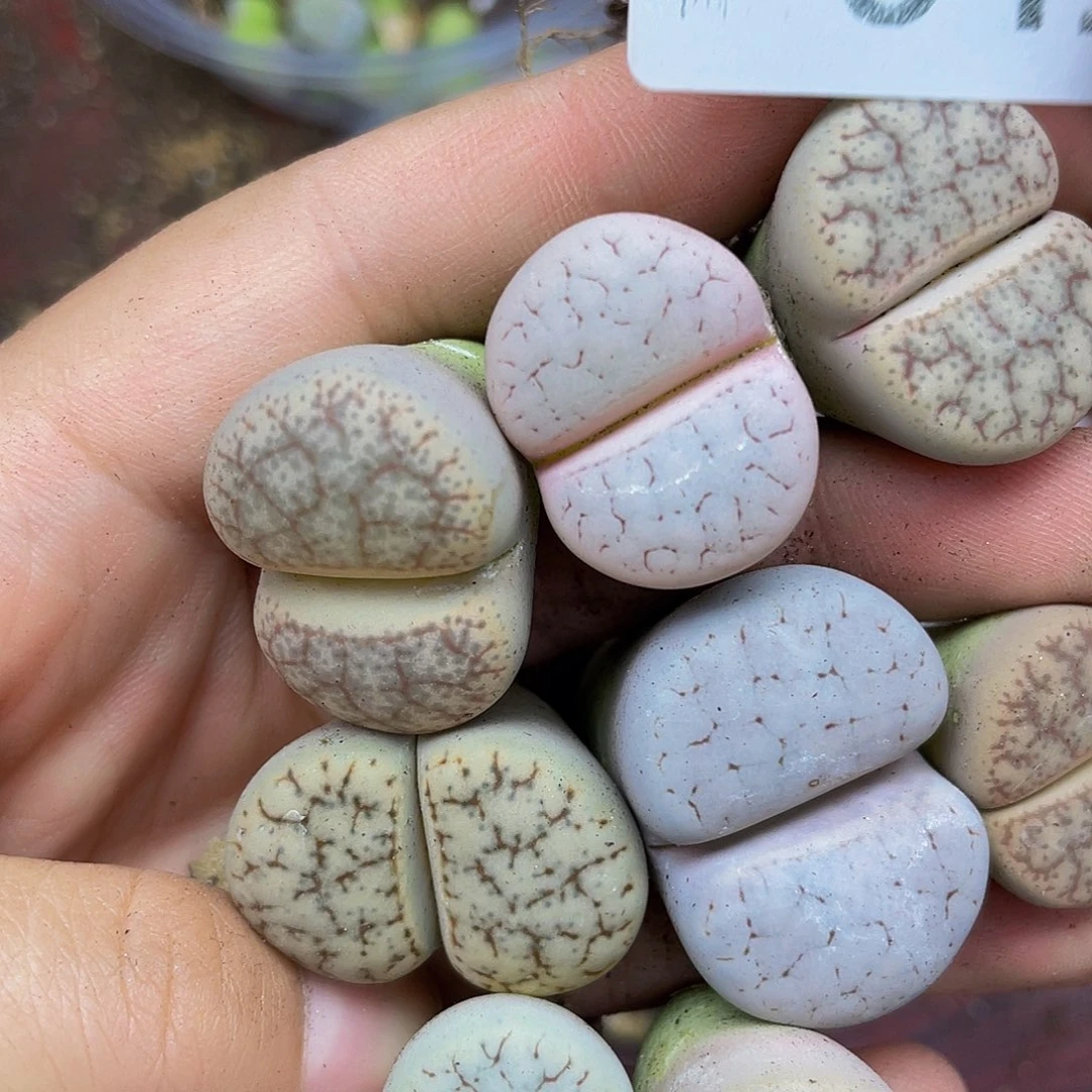 爱***诺6410000000花花花花鼓励