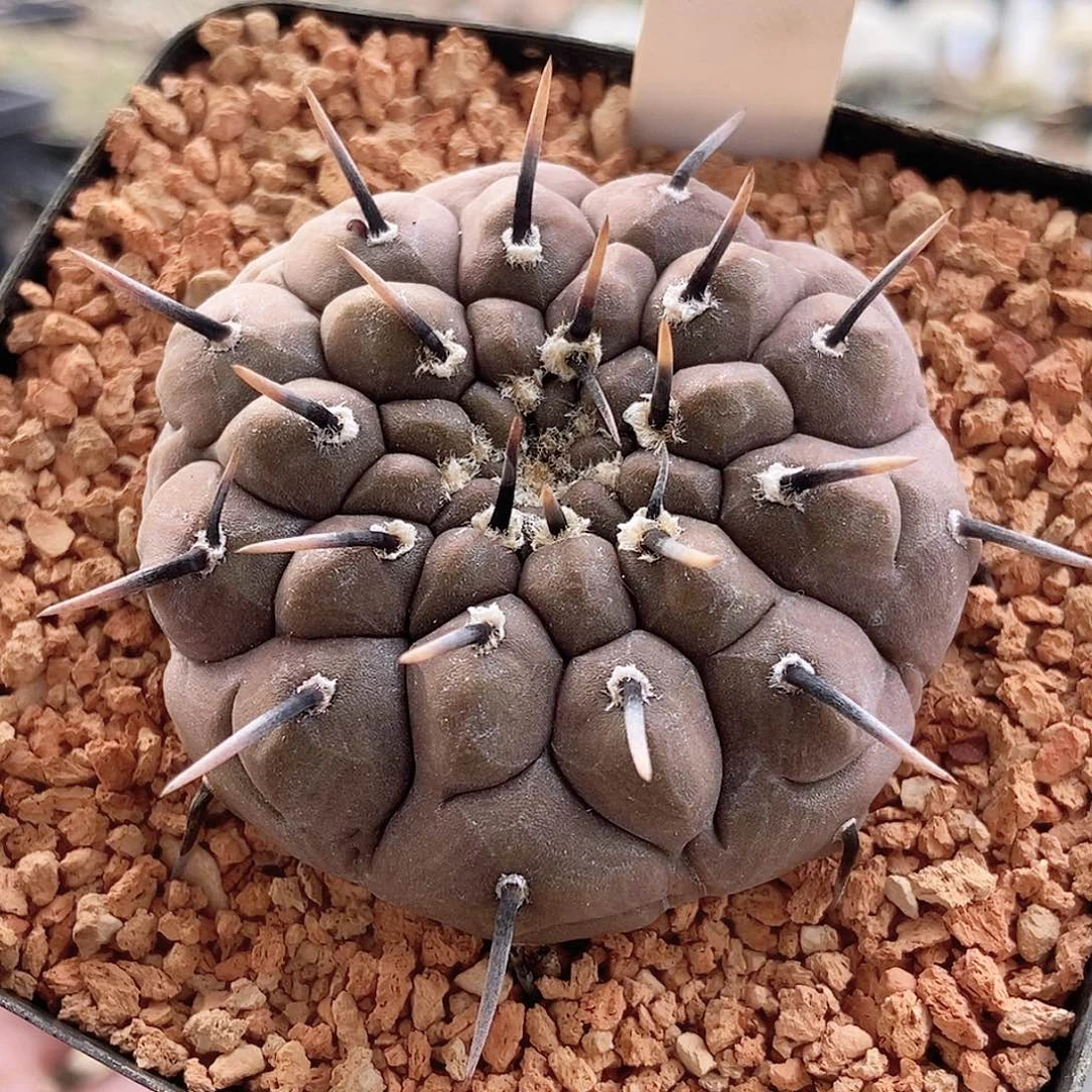 仙人球 黑刺怪龙 实生4.8cm