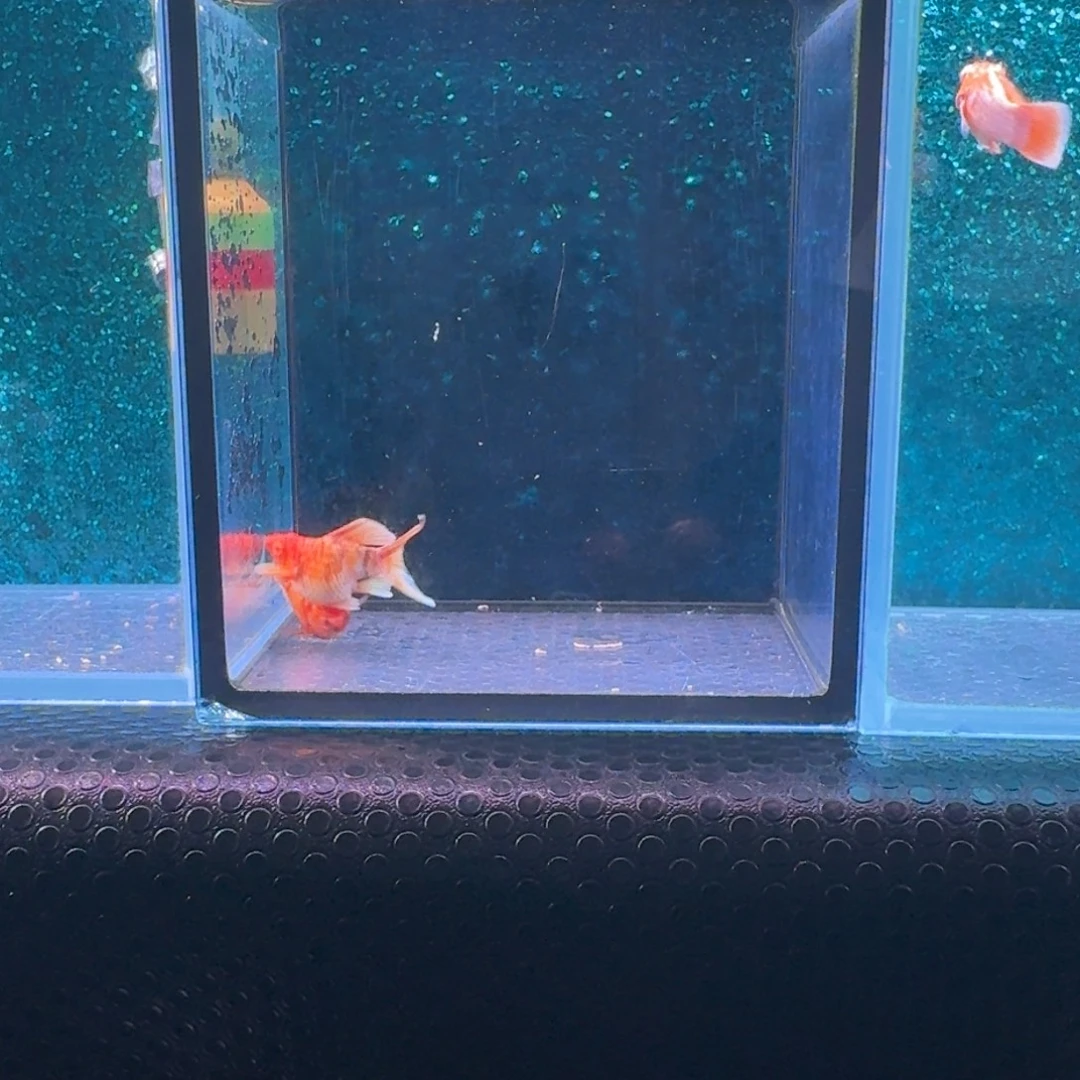 黑玛丽鱼712号玛丽2条