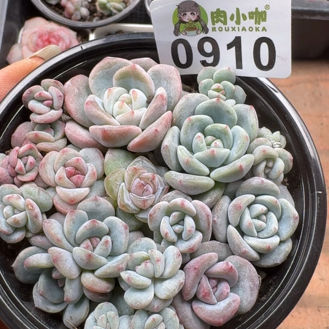 多肉植物多肉植物