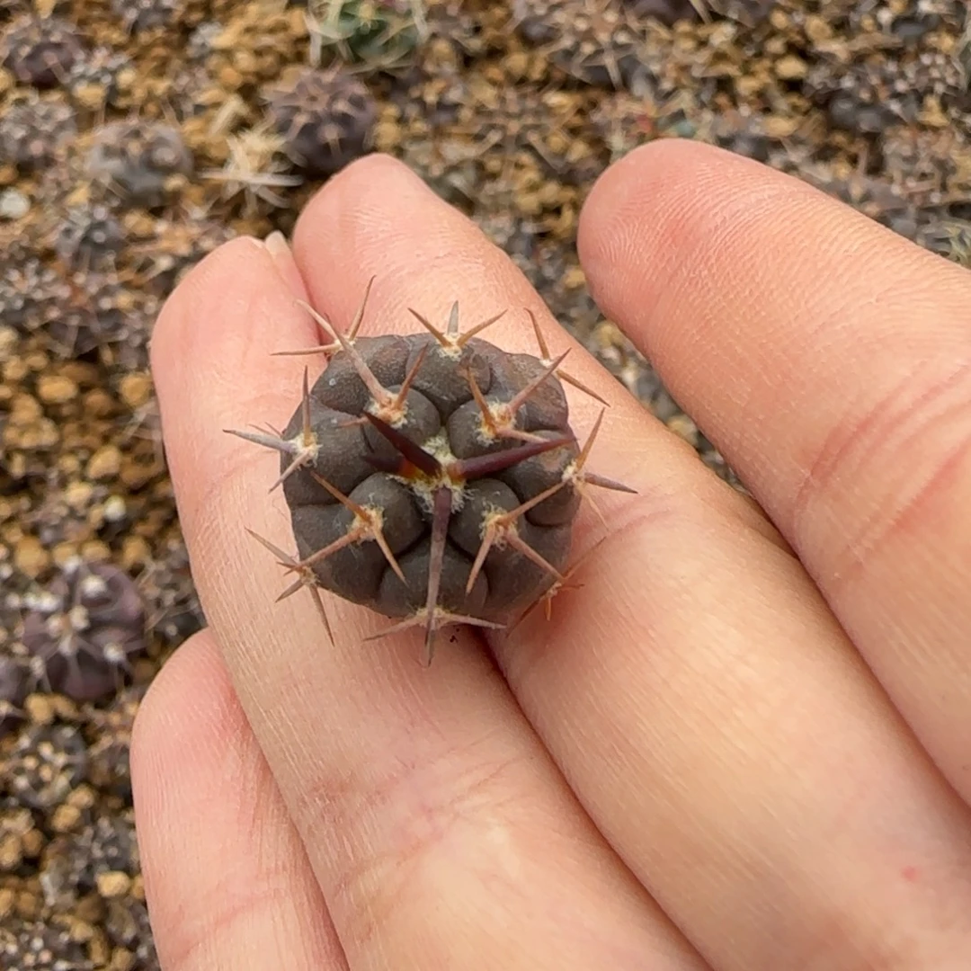 招***宝527实生守金摩天龙多肉