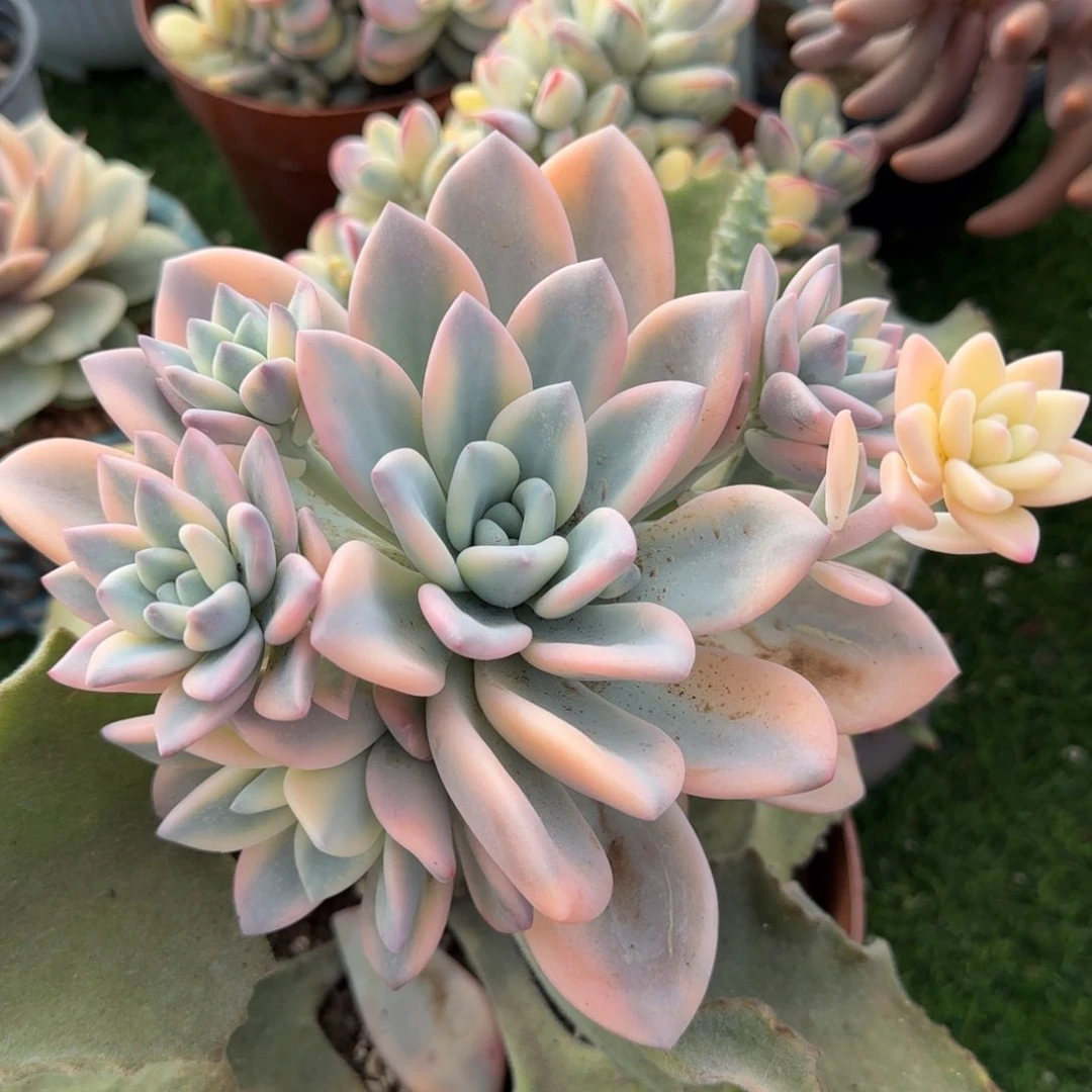奥普锦彩体多肉植物